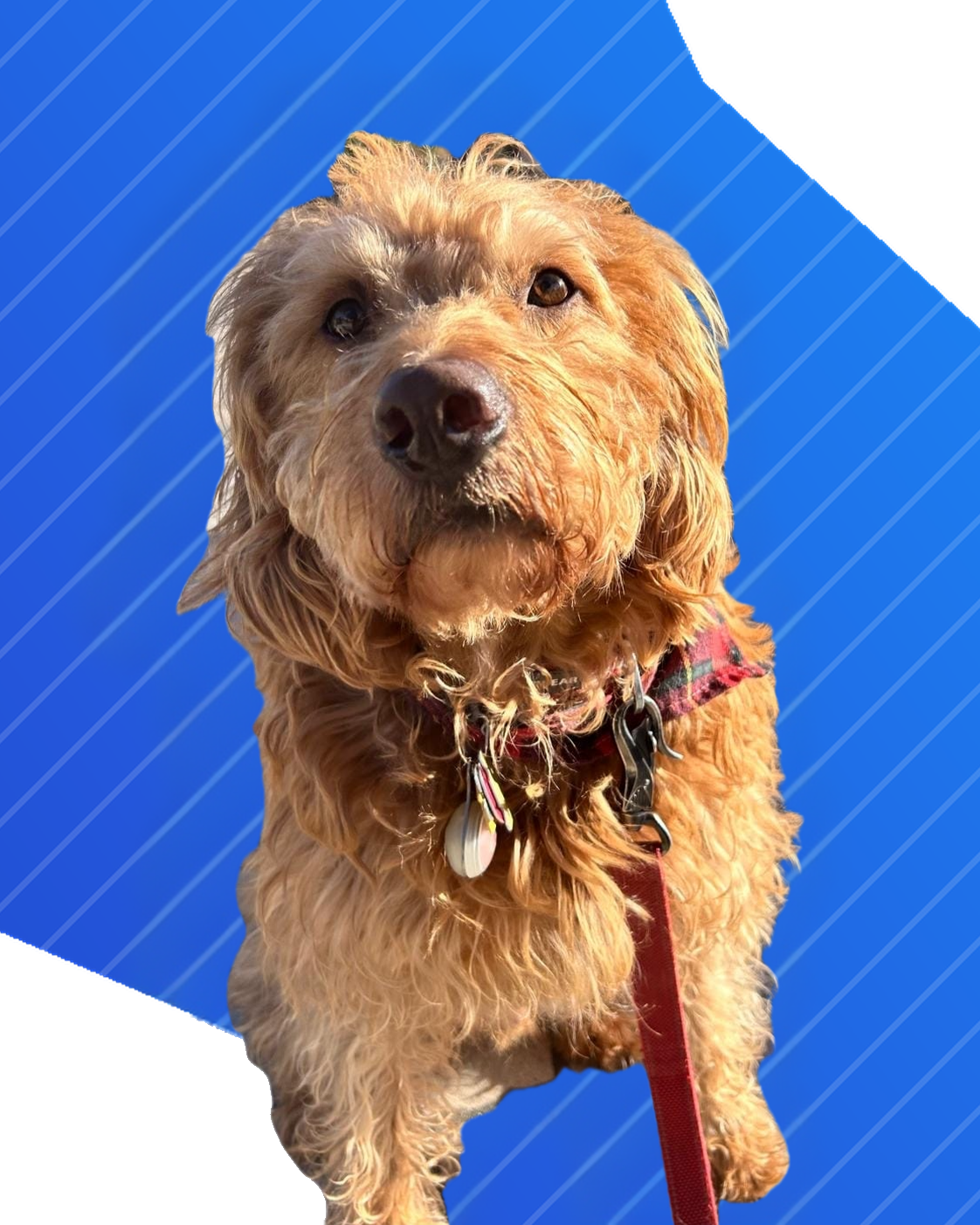 Poncho the dog in front of a blue Tiki-Taka Tiki-Talk graphic